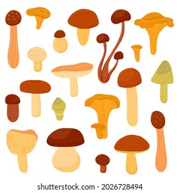 A set of different edible mushrooms. Cartoon vector illustration of food from the forest on an isolated white background.