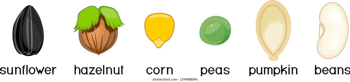Set of different edible seeds isolated on white background