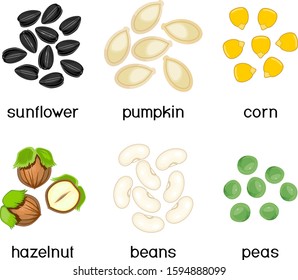 Set of different edible seeds isolated on white background