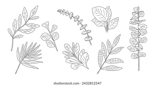 Set of Different Eucalyptus branch, leaves vector.