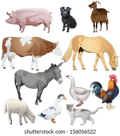 set of different farm animals. Vector illustration