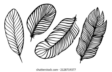 set of different feathers handwritten in black and white 