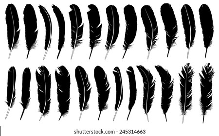 Set of different feathers isolated on white