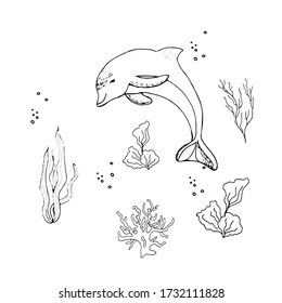 Set of different fish and creatures and algae, shark, dolphin, turtle.World Ocean Day.Fish and marine life.Coloring book for children. Vector illustration in doodle style. Isolate on a whit background