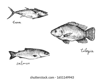 Set of different fish: tuna, tilapia and salmon. Line drawing
