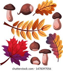 Set of the different flat autumn elements such as leaves, mushroom, chestnut, isolated on white for postcards, prints etc. cartoon style vector illustration for decoration