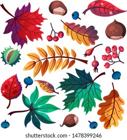 Set of the different flat autumn elements such as leaves, berries, mushroom, chestnut, acorn, berries isolated on white for postcards, prints etc. cartoon style vector illustration for decoration