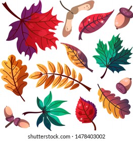 Set of the different flat autumn elements such as maple and oak leaves, acorn, berries isolated on white for postcards, prints etc. cartoon style vector illustration for decoration