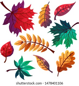 Set of the different flat autumn leaves, maple, oak, rowan isolated on white for postcards, prints etc. cartoon style vector illustration for decoration