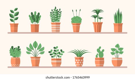 Set of different flat plants in pots on the shelves. Simple vector interior illustration. Isolated floral decorative elements for design, game, concepts.