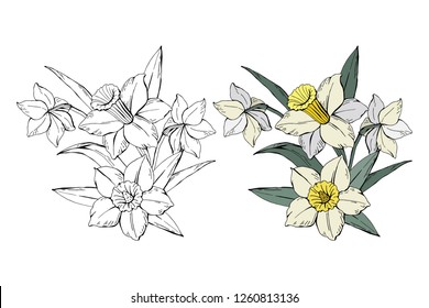 Set of different flowers bouquet white narcissus, colored and monochrome, isolated on white background, vector hand-drawn illustration