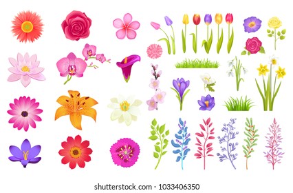Set of different flowers, color vector illustration isolated on white, bunches of jasmine and tulips, colorful roses and statice flowers, green grass and petals,
