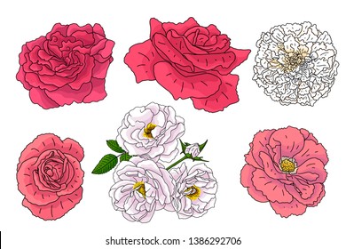 Set of different flowers in doodle sketch style. Hand drawn elements for wedding floral design, vector illustration. Spring blossom.