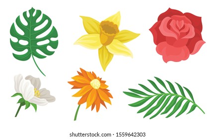 Set of different flowers and leaves. Vector illustration on a white background.
