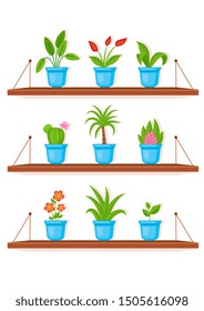 Set of different flowers in pots on shelves. White background
