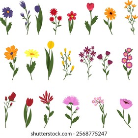 Set with different flowers. Spring and summer flowers. For cards and decor. Vector illustration