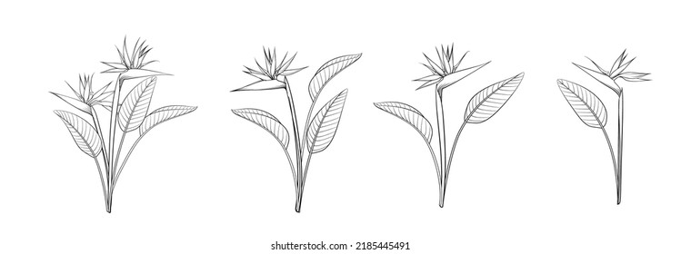 Set of different flowers strelitzia on white background.