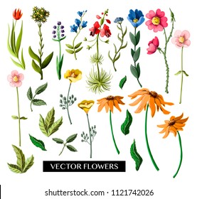 Set of different flowers such as echinacea, 
anemone, rose and wild flowers. Vector