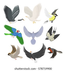 Set of different flying birds vector illustration.