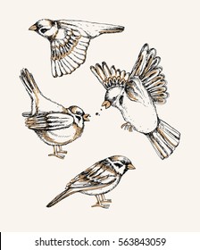 Set with different flying and sitting sparrow. Hand drawn colorful vector illustration.