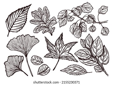 Set different forest leaves engraved in isolated white background. Vintage botanical leaf oak,maple and ginkgo in hand drawn style. Vector sketch design for poster, print, book illustration, tattoo.