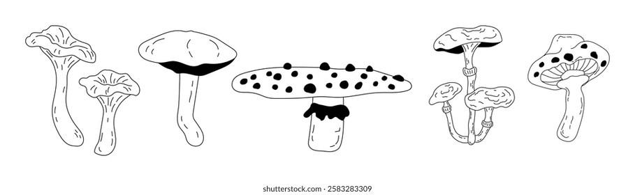 Set of different forest mushrooms drawn in doodle style. Seasonal autumn mushrooms chanterelle, pognanka, fly agaric in line art style. Vector illustration