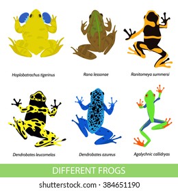 Set of different frogs, flat design. Vector illustration of frogs on a white background. Poisonous frog. Frog pond. Set of isolated frogs. Frog clip-art. Frog water and frog tree