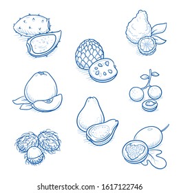 Set of different fruits: bergamot, passion fruit, guava, cactus pear, longan, rambutan, quince and cherimoya. Hand drawn doodle vector illustration.