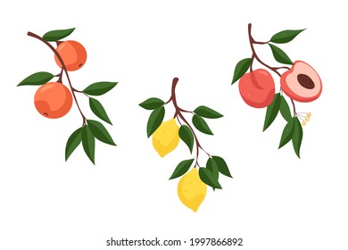 Variedad de frutas. Rama con naranjas. Rama con limones. Rama con melocotones. Ilustración vectorial.