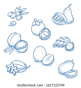 Set of different fruits: coconut, starfriut, jackfriut, mangosteen, goji, durian, dragonfruit and kaki/persimmon. Hand drawn doodle vector illustration.