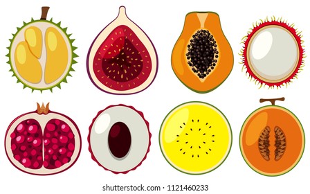 Set of different fruits illustration