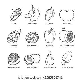 Set of different fruits and vegetables doodle outline collection isolated on white background with corn, tamarind, cocoa, tomato, grapes, blackberry, paprica, golden melon, mushmelon, nectarine.