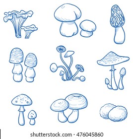 Set of different fungi and mushrooms. Hand drawn vector illustration.