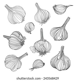 Set of different garlic bulbs. Hand drawing.