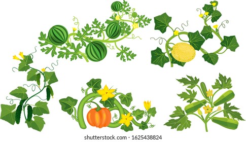 Set of different gourd plants (watermelon, melon, pumpkin, zucchini and cucumber) isolated on white background