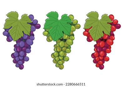 Set of different grapes isolated on white background. Bunch of purple, green, red grapes with  leaf. Cartoon style. Illustration for any design.