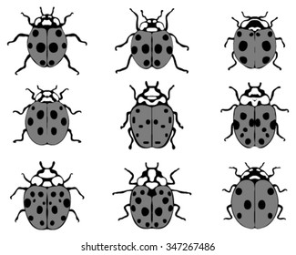 Set of different gray ladybugs, vector