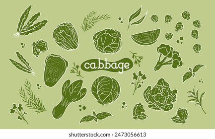 Set different green Cabbage vector illustration. Design for kale day, healthy food, day, recipes. Colorful cartoon assorted cabbage for cover, print, book decoration, postcard, stickers, web element