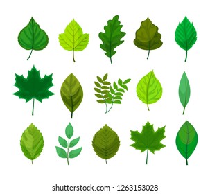 Set of different green leaf vector illustration isolated on white background.