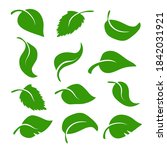 Set of different green leaves for design on white