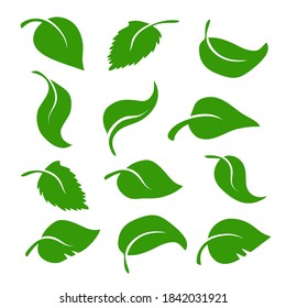 Set of different green leaves for design on white