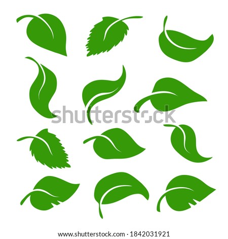 Set of different green leaves for design on white