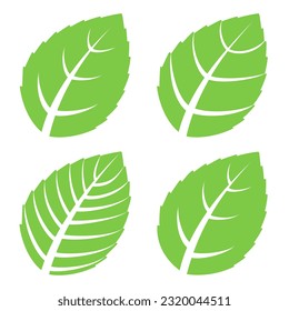 Set of different green leaves. Mint leaves