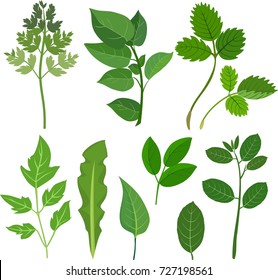 Set of different green leaves on white background