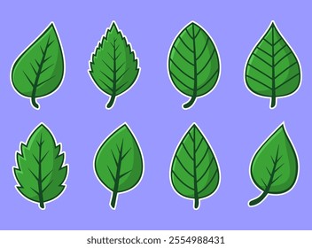 Set of different green leaves vector illustration set, different leaves vector set in green color made with hand drawn style isolated on a purple background