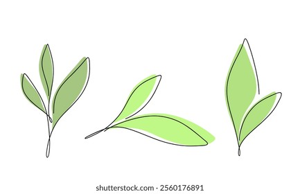 A set of different green tea leaves, young plants with a contour, hand-drawn isolated on a white background, vector. Decorative botanical element for decoration, design, label. Flat design, contour 