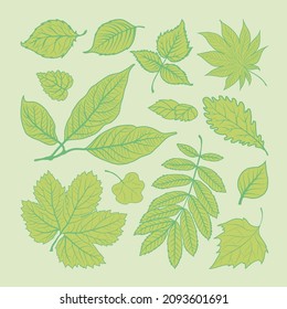 Conjunto de hojas de árboles verdes diferentes