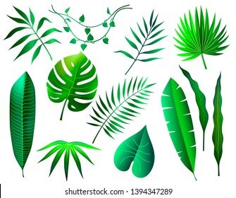 set of different green tropical leaves on white background