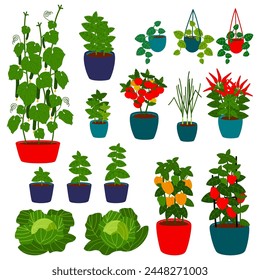 A set of different greenhouse-grown plants in colorful pots. Hand-drawn flat vector illustration.