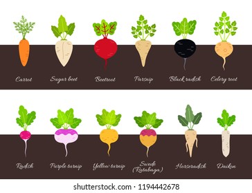 Set of different growing vegetables plants with root structure. Vector illustration in flat style